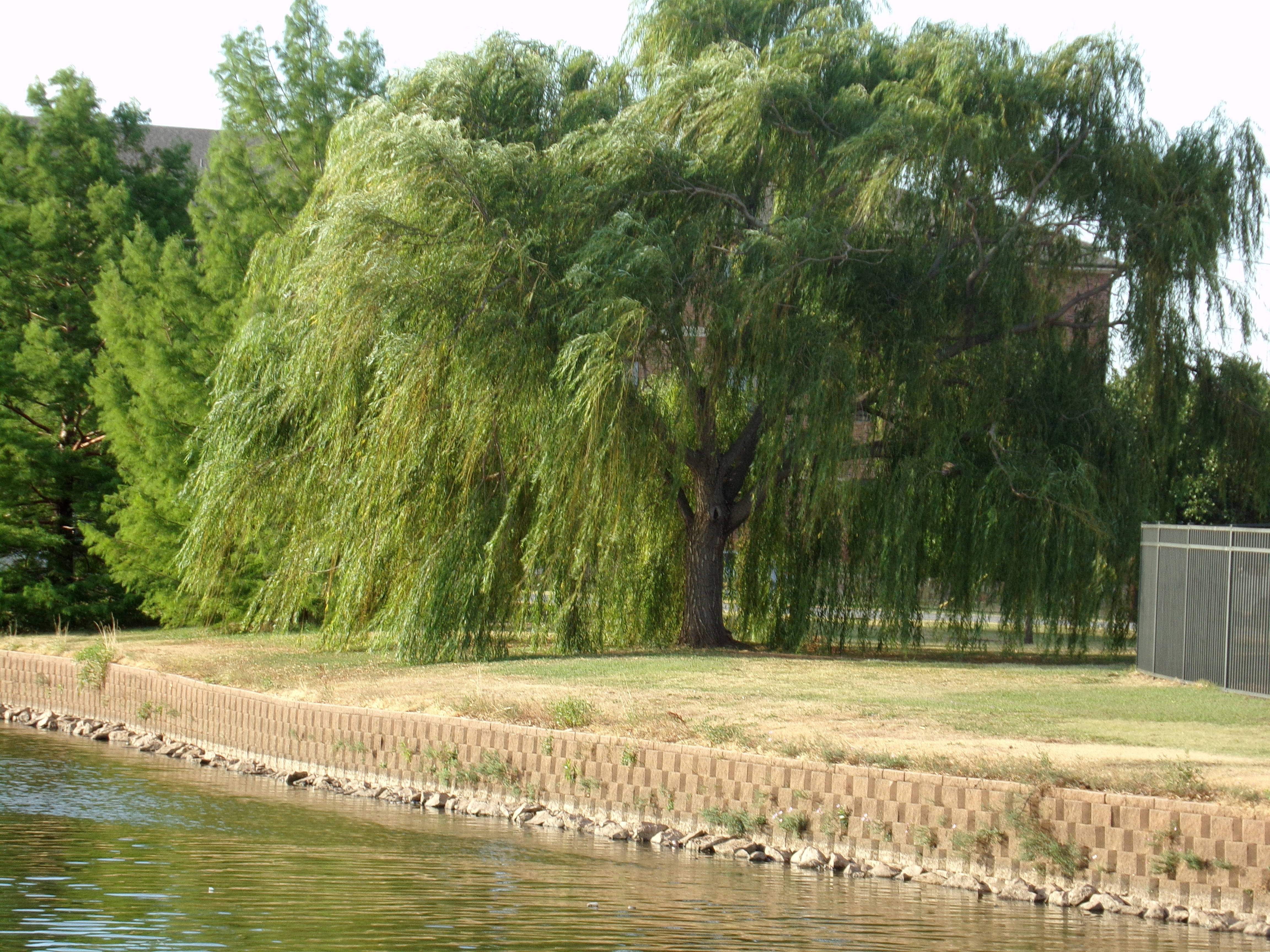 trees